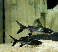 Image result for Black Shark Deep Water