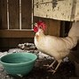 Image result for Chicken Drink Water