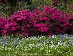 Image result for New Zealand Spring Flowers