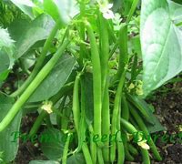 Image result for Kenyan Batian Seeds