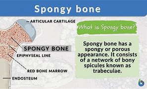 Image result for Cancellous Bone Spongy Bones