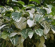 Image result for Noni Morinda Citrifolia