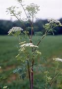 Image result for hemlock identification