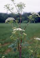 Image result for Hemlock Pics