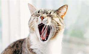 Image result for Cat Holding Breath