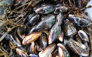 Image result for Mussel