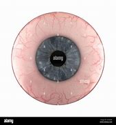 Image result for Human Eyeball