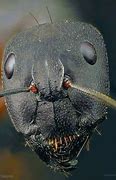 Image result for Bullet Ant Face