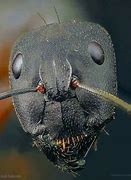 Image result for Macro Ant Face