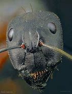 Image result for Ant Face Picture White Backround