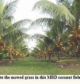 Image result for Coconut Planting