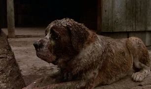 Image result for Cujo Costume for Dog