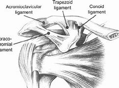 Image result for AC Joint Capsule