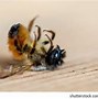 Image result for Bee Dies