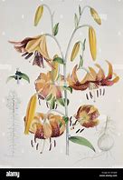 Image result for Lilium Tigrinum