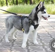 Image result for Husky Dog Harness