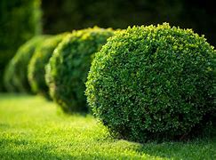 Image result for Plant Evergreen Shrubs