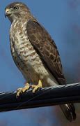 Image result for Buteo Platypterus