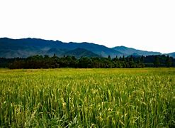 Image result for Rice Field Victor PNG