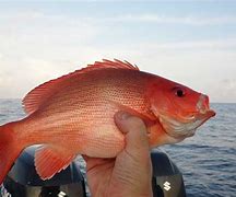 Image result for Ikan Kakap Kalimantan Barat