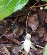 Image result for Albino Cricket