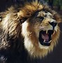 Image result for Black Mane Lion Wallpaper HD