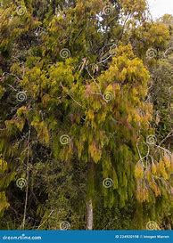 Image result for Rimu Tree Leaves