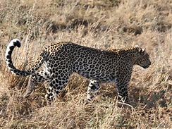 Image result for Back of a Leopard