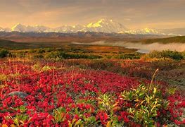 Image result for Tundra Desktop Wallpaper