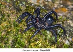 Image result for Malaysian Trapdoor Spider