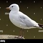 Image result for Red Spot On Seagull Beak