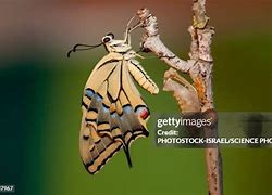 Image result for Pupa of Swallotail