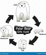 Image result for Polar Bear Life Cycle