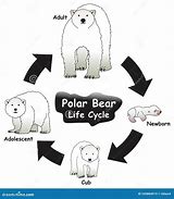 Image result for Polar Bear Life Cycle Chart