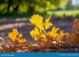 Image result for Leaves On Footpath