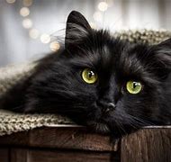 Image result for Proud Black Cat