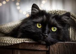 Image result for Black Cat Animal