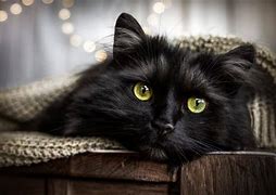 Image result for Black Hooded Cat Animal