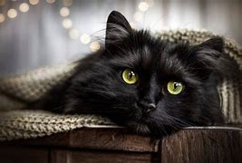 Image result for Black Cat with Shades