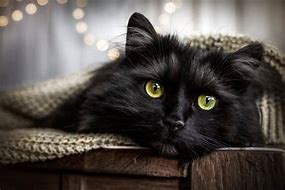 Image result for Moody Black Cat