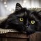 Image result for Proud Black Cat