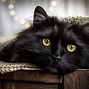 Image result for Black Cat Animal