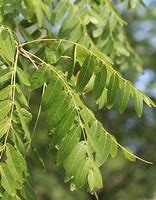 Image result for Walnut Tree ID