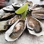 Image result for Oyster in Ocean