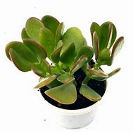 Image result for Big Kodu Plant