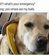 Image result for Dog Memes so Funny