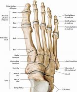 Image result for Dorsum Foot Anatomy