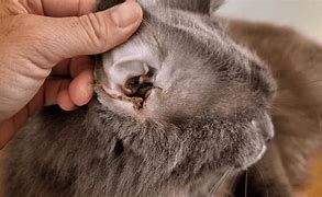 Image result for Cat Ear Bite