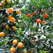 Image result for Lemon-Orange Hybrid