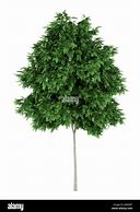 Image result for Rowan Tree No Background